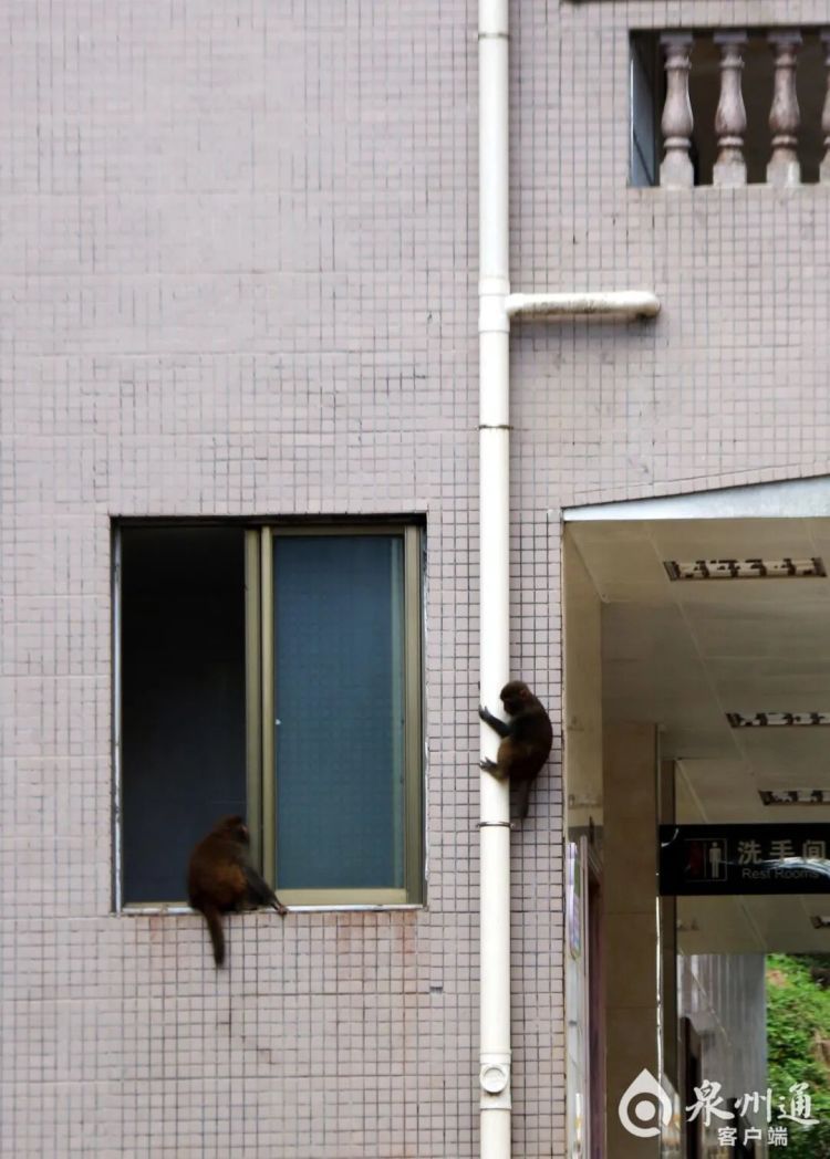 泉州上百只野猴上西天寺“大闹天宫”!上房揭瓦、进殿偷果、打劫游客抢包夺食…… 泉州上百只野猴上西天寺“大闹天宫”!上房揭瓦、进殿偷果、打劫游客抢包夺食……