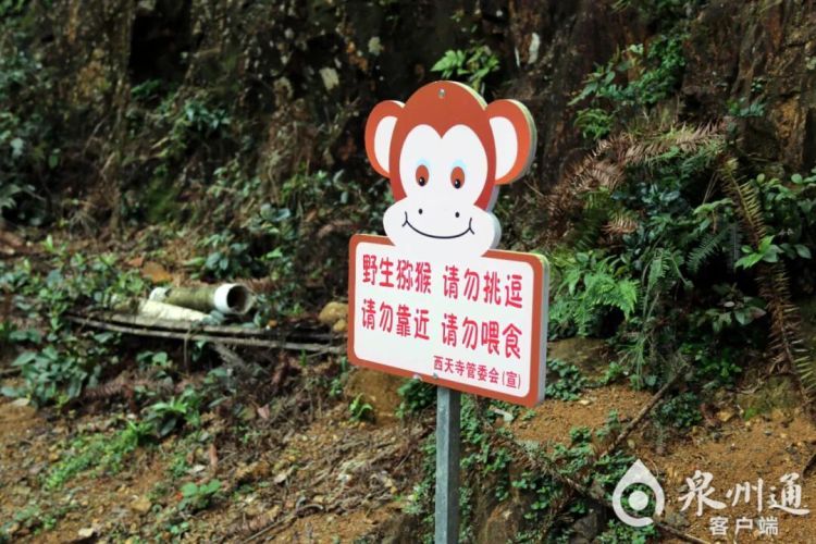 泉州上百只野猴上西天寺“大闹天宫”!上房揭瓦、进殿偷果、打劫游客抢包夺食…… 泉州上百只野猴上西天寺“大闹天宫”!上房揭瓦、进殿偷果、打劫游客抢包夺食……