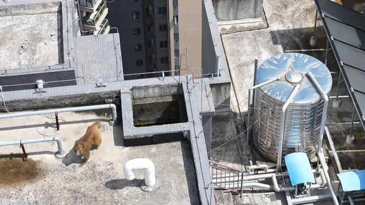 南宁一小区有猴子在高楼外爬上爬下，物业：不知道哪来的，还没抓着