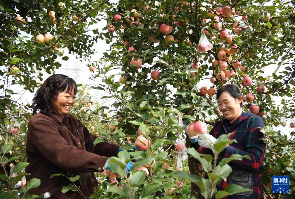 陕西延安：黄土高原迎来收获季