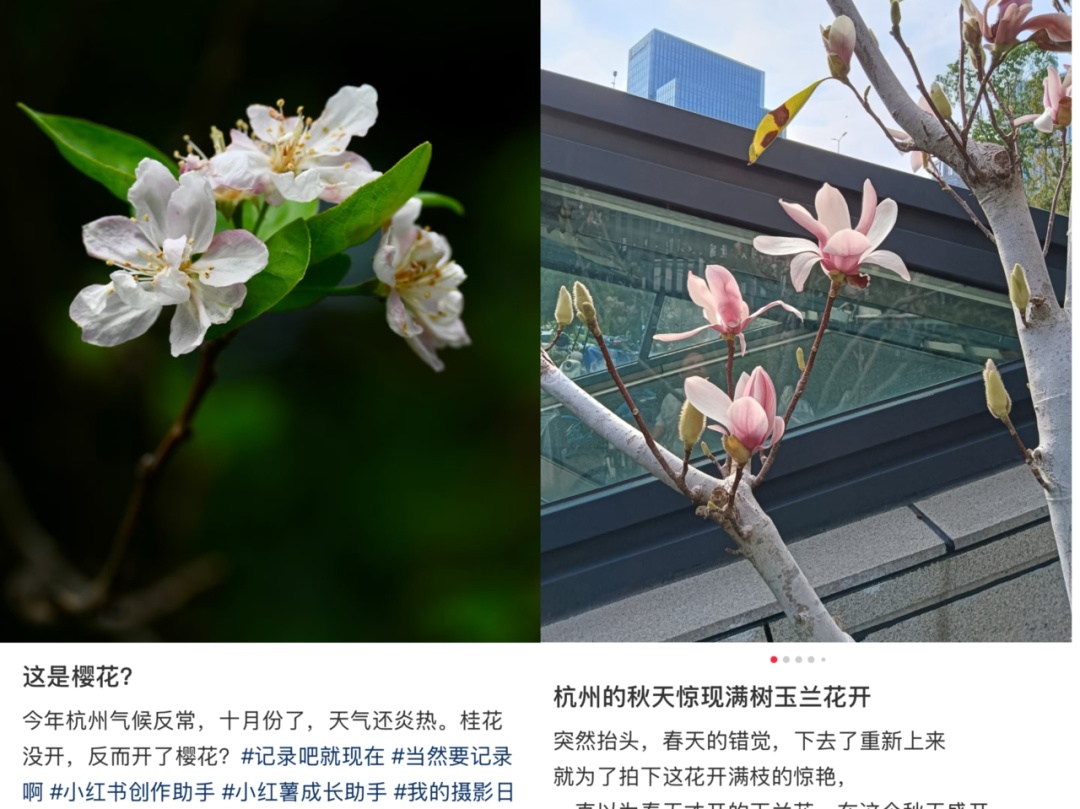 杭州桂花今年要“旷工”？专家：温度够了就“上班”