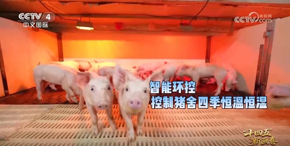 小猪“上楼”、刺梨闯“黔程” 现代化产业链推动乡村产业价值跃升 小猪“上楼”、刺梨闯“黔程” 现代化产业链推动乡村产业价值跃升