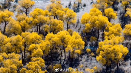 航天城的胡杨林让金秋具象化了 航天城的胡杨林让金秋具象化了