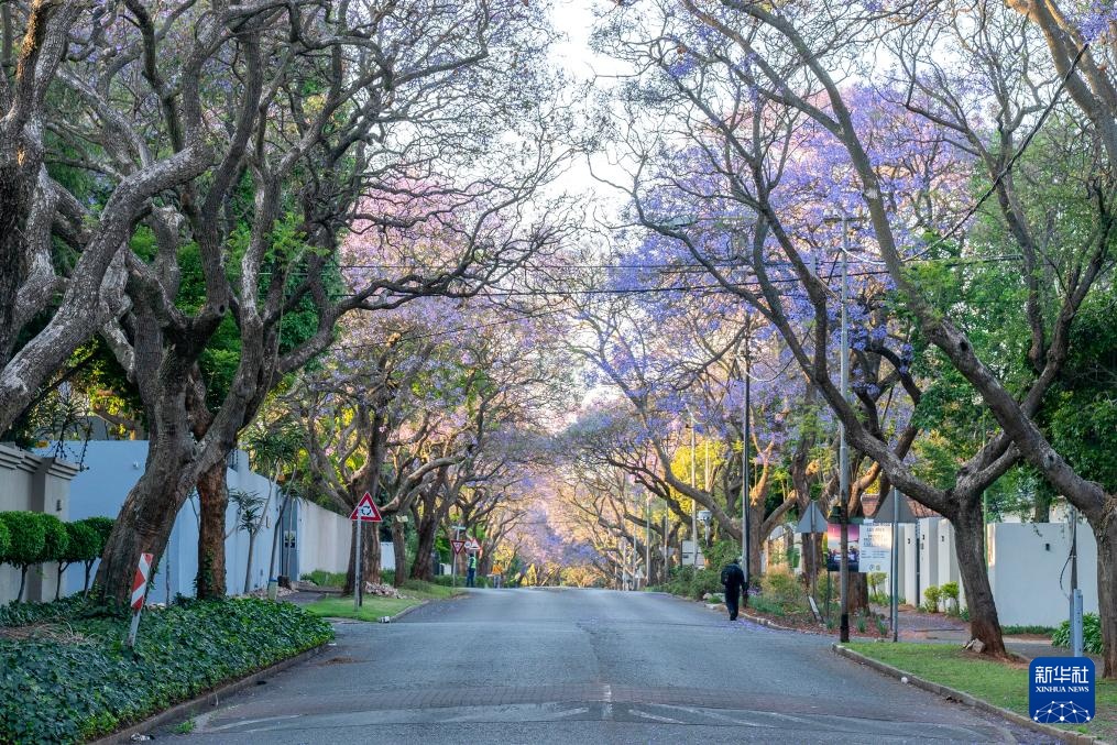 南非约翰内斯堡：蓝花楹盛开