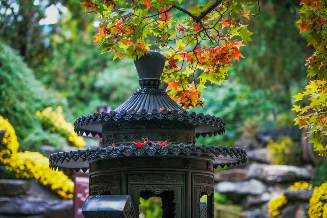 赏红顶流又红了!香山公园赏秋全攻略→ 赏红顶流又红了!香山公园赏秋全攻略→