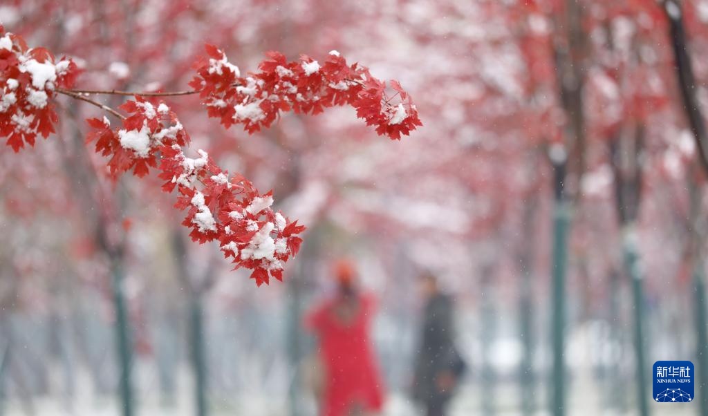 黑龙江：雪中即景