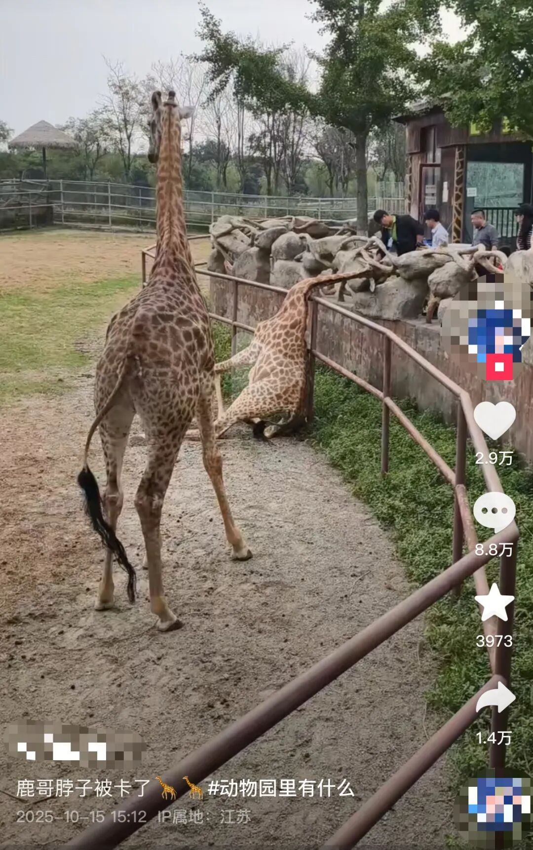 揪心！动物园长颈鹿头被折成90°！下一幕全网热议园方回应
