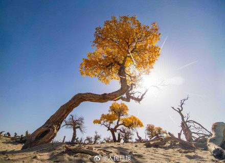 航天城的胡杨林让金秋具象化了 航天城的胡杨林让金秋具象化了
