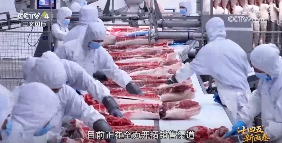 小猪“上楼”、刺梨闯“黔程” 现代化产业链推动乡村产业价值跃升 小猪“上楼”、刺梨闯“黔程” 现代化产业链推动乡村产业价值跃升