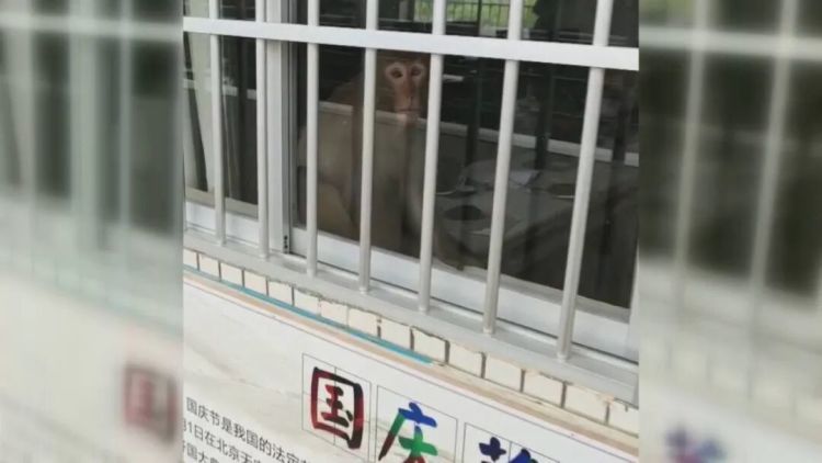 南宁一小区有猴子在高楼外爬上爬下，物业：不知道哪来的，还没抓着