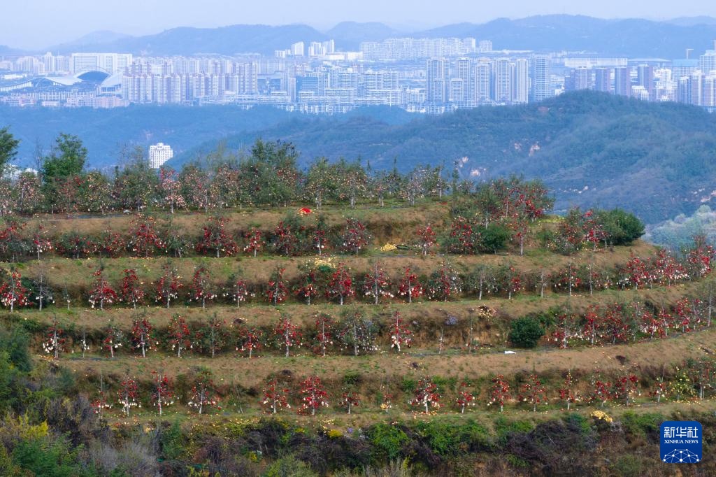 陕西延安：黄土高原迎来收获季