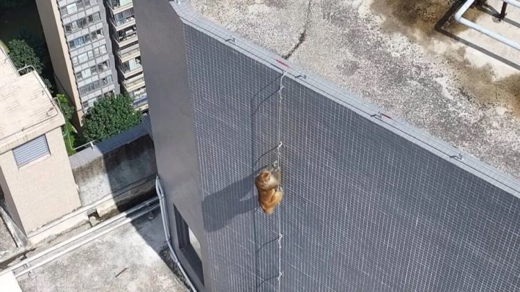 南宁一小区有猴子在高楼外爬上爬下，物业：不知道哪来的，还没抓着
