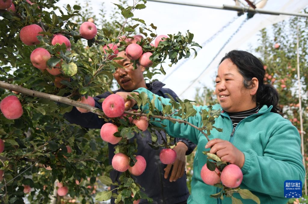 陕西延安：黄土高原迎来收获季