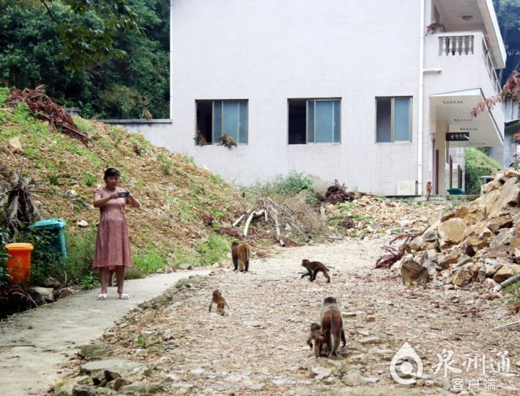 泉州上百只野猴上西天寺“大闹天宫”!上房揭瓦、进殿偷果、打劫游客抢包夺食…… 泉州上百只野猴上西天寺“大闹天宫”!上房揭瓦、进殿偷果、打劫游客抢包夺食……