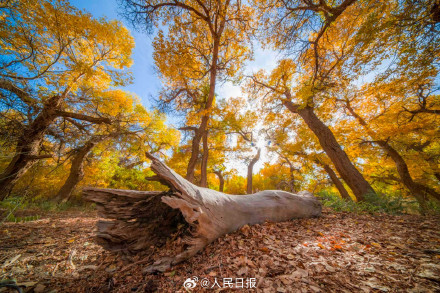 航天城的胡杨林让金秋具象化了 航天城的胡杨林让金秋具象化了