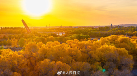 航天城的胡杨林让金秋具象化了 航天城的胡杨林让金秋具象化了