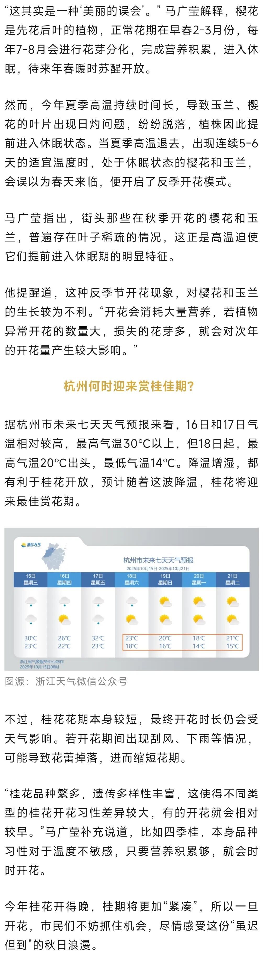 杭州桂花今年要“旷工”？专家：温度够了就“上班”