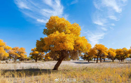 航天城的胡杨林让金秋具象化了 航天城的胡杨林让金秋具象化了
