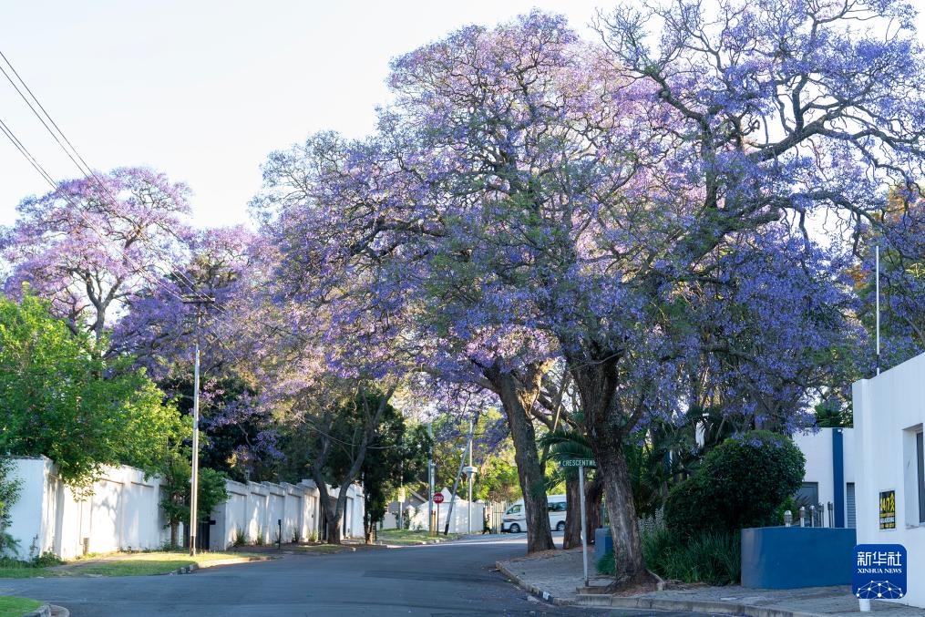 南非约翰内斯堡：蓝花楹盛开