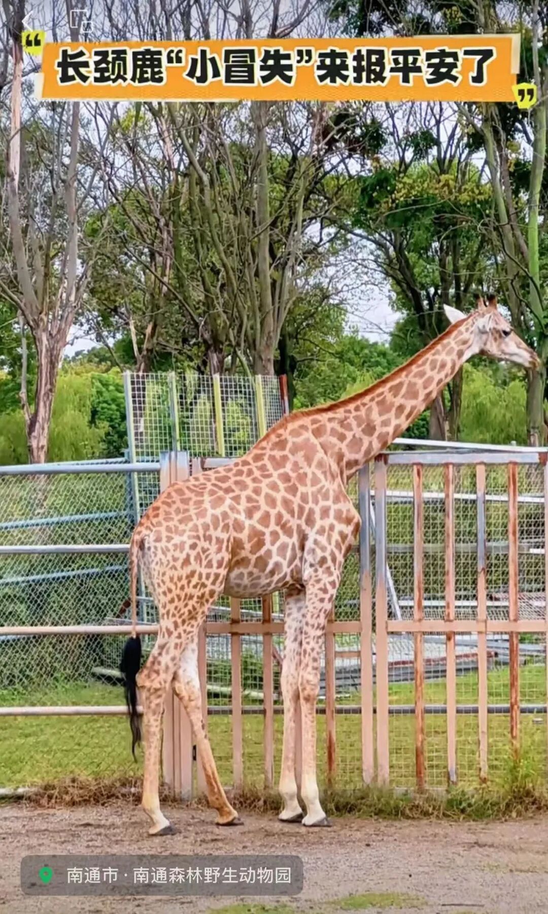 揪心！动物园长颈鹿头被折成90°！下一幕全网热议园方回应