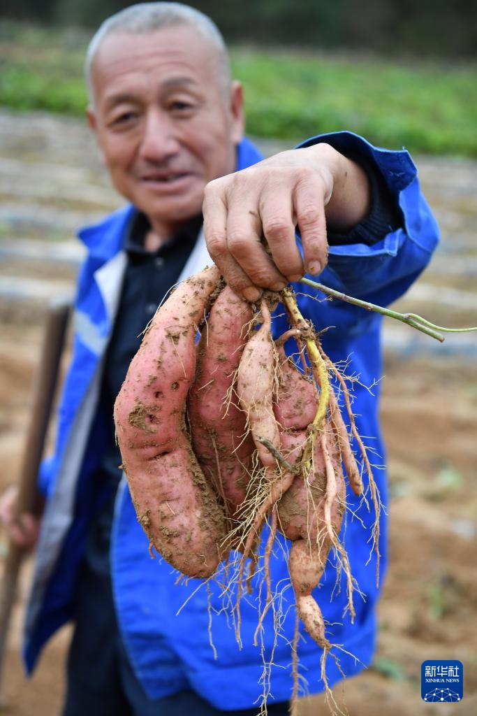 陕西延安：黄土高原迎来收获季
