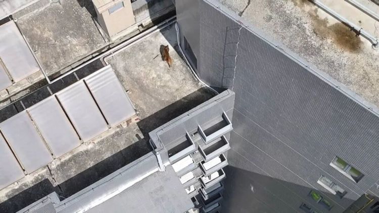 南宁一小区有猴子在高楼外爬上爬下，物业：不知道哪来的，还没抓着