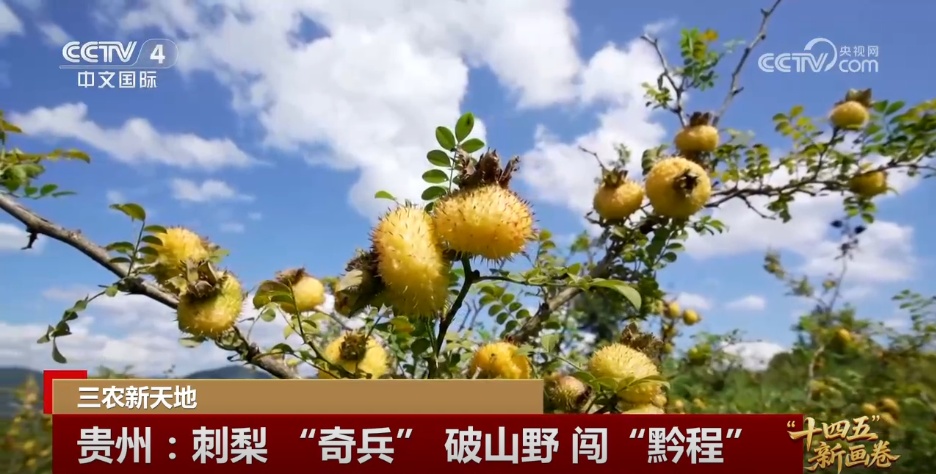 小猪“上楼”、刺梨闯“黔程” 现代化产业链推动乡村产业价值跃升 小猪“上楼”、刺梨闯“黔程” 现代化产业链推动乡村产业价值跃升