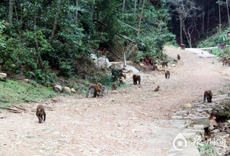 泉州上百只野猴上西天寺“大闹天宫”!上房揭瓦、进殿偷果、打劫游客抢包夺食…… 泉州上百只野猴上西天寺“大闹天宫”!上房揭瓦、进殿偷果、打劫游客抢包夺食……