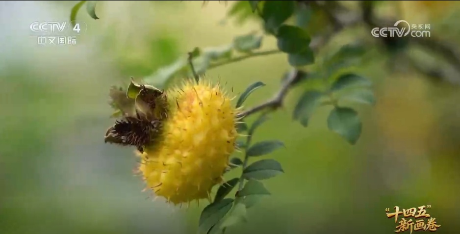 小猪“上楼”、刺梨闯“黔程” 现代化产业链推动乡村产业价值跃升 小猪“上楼”、刺梨闯“黔程” 现代化产业链推动乡村产业价值跃升