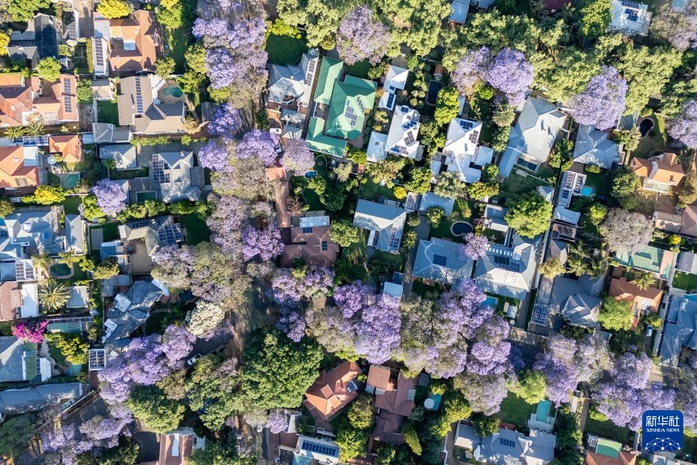 南非约翰内斯堡：蓝花楹盛开