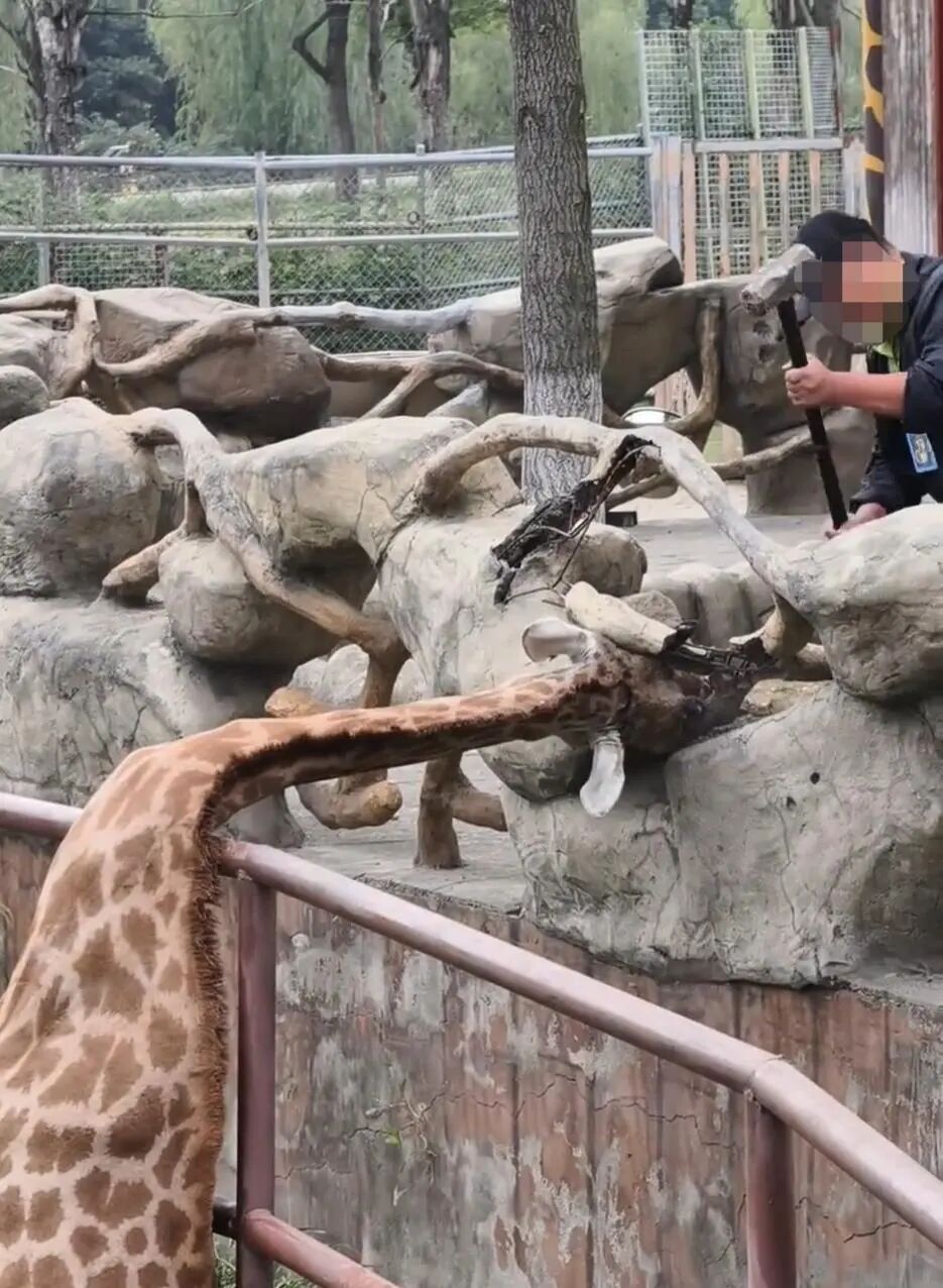 揪心！动物园长颈鹿头被折成90°！下一幕全网热议园方回应