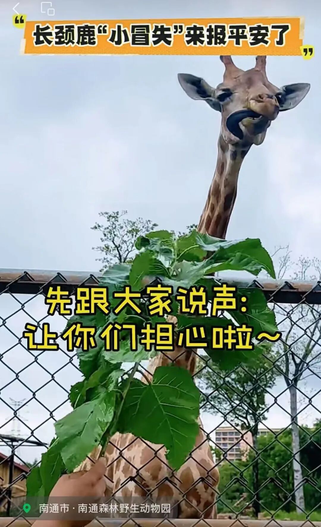 揪心！动物园长颈鹿头被折成90°！下一幕全网热议园方回应