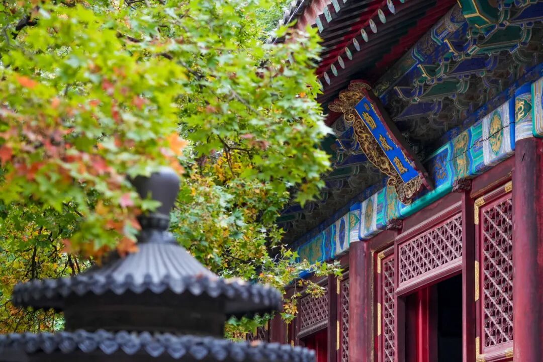 赏红顶流又红了!香山公园赏秋全攻略→ 赏红顶流又红了!香山公园赏秋全攻略→