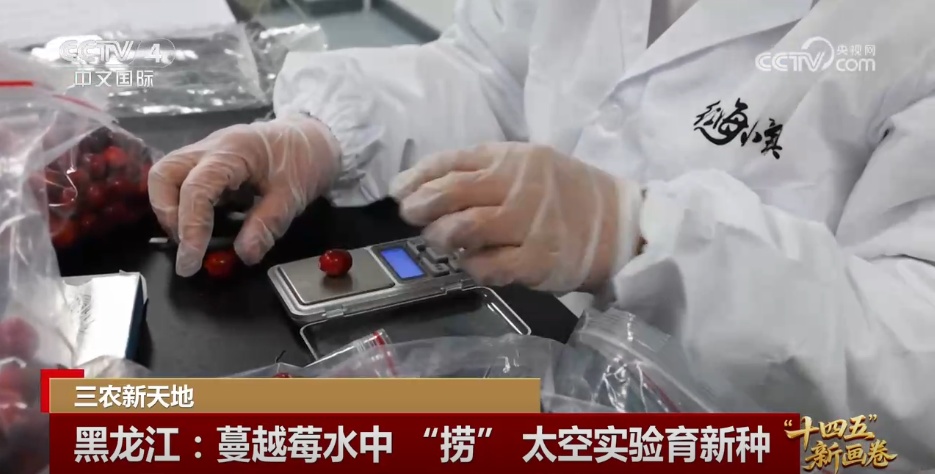 小猪“上楼”、刺梨闯“黔程” 现代化产业链推动乡村产业价值跃升 小猪“上楼”、刺梨闯“黔程” 现代化产业链推动乡村产业价值跃升