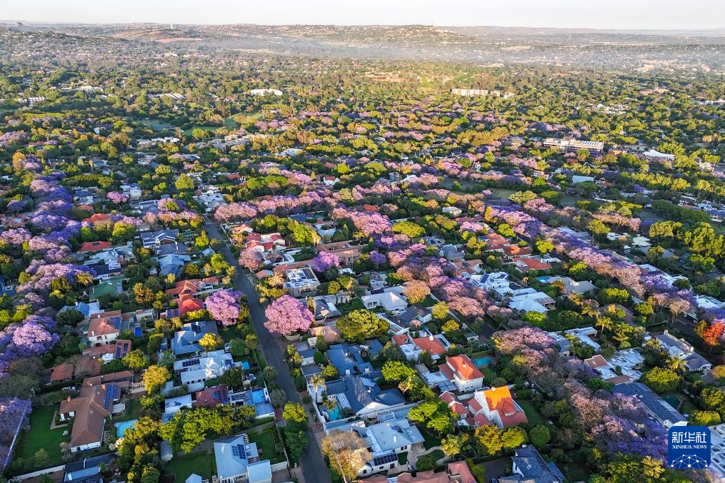 南非约翰内斯堡：蓝花楹盛开