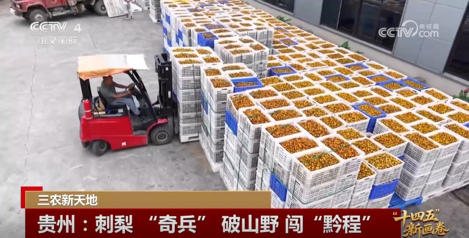 小猪“上楼”、刺梨闯“黔程” 现代化产业链推动乡村产业价值跃升 小猪“上楼”、刺梨闯“黔程” 现代化产业链推动乡村产业价值跃升