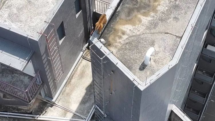 南宁一小区有猴子在高楼外爬上爬下，物业：不知道哪来的，还没抓着