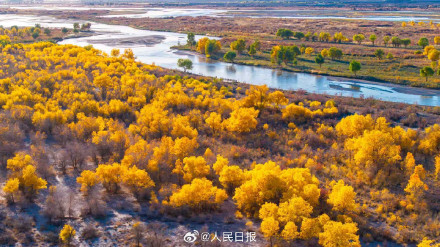 航天城的胡杨林让金秋具象化了 航天城的胡杨林让金秋具象化了