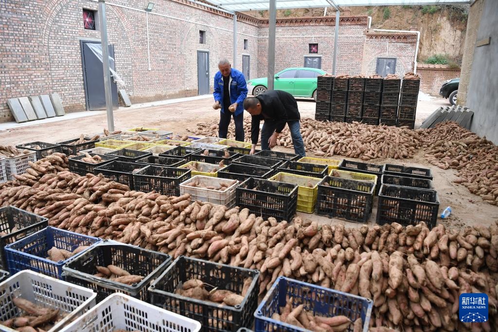 陕西延安：黄土高原迎来收获季