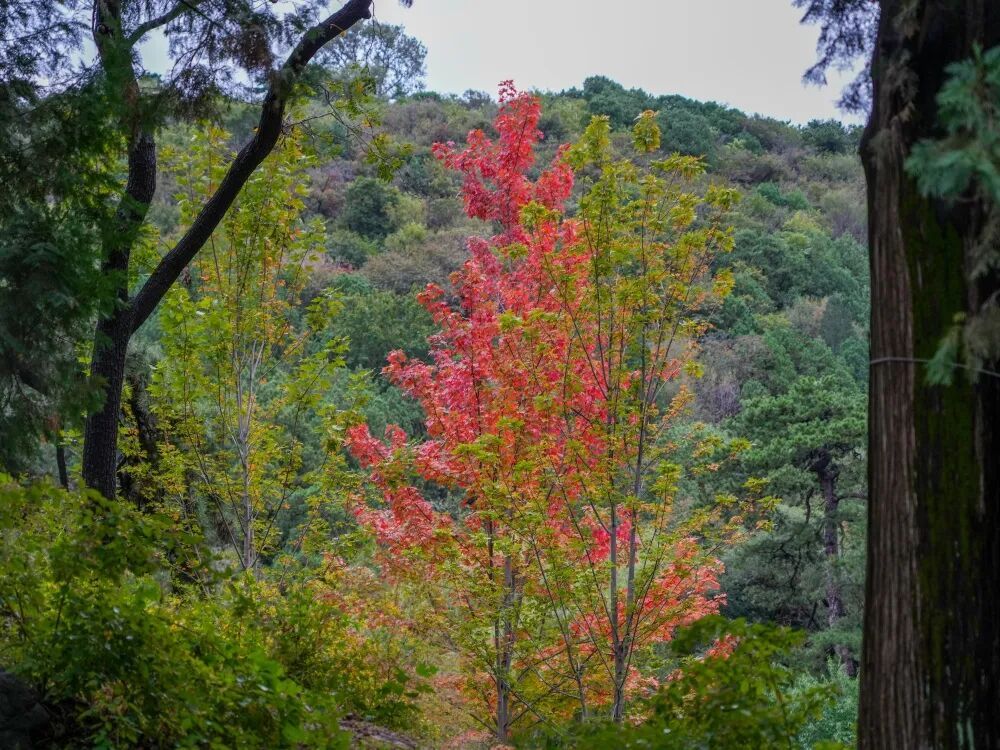赏红顶流又红了!香山公园赏秋全攻略→ 赏红顶流又红了!香山公园赏秋全攻略→
