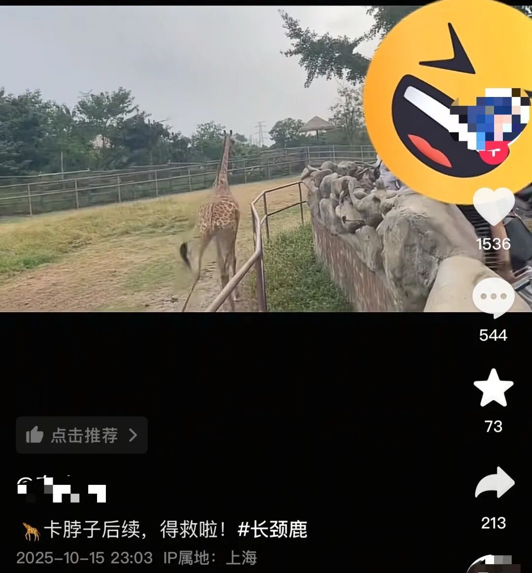 揪心！动物园长颈鹿头被折成90°！下一幕全网热议园方回应