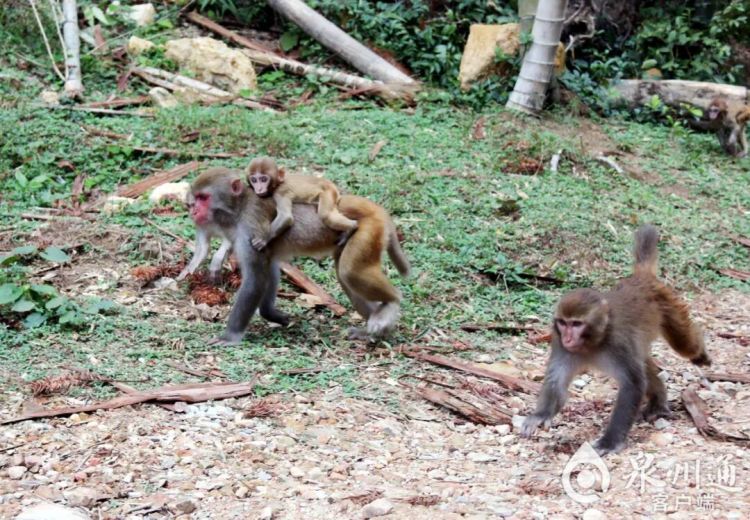 泉州上百只野猴上西天寺“大闹天宫”!上房揭瓦、进殿偷果、打劫游客抢包夺食…… 泉州上百只野猴上西天寺“大闹天宫”!上房揭瓦、进殿偷果、打劫游客抢包夺食……