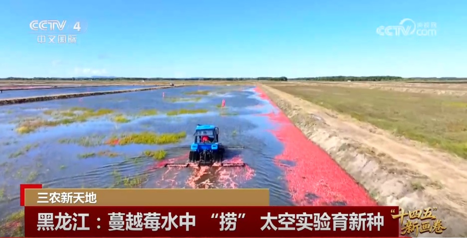 小猪“上楼”、刺梨闯“黔程” 现代化产业链推动乡村产业价值跃升 小猪“上楼”、刺梨闯“黔程” 现代化产业链推动乡村产业价值跃升