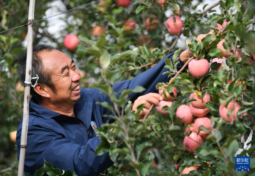 陕西延安：黄土高原迎来收获季