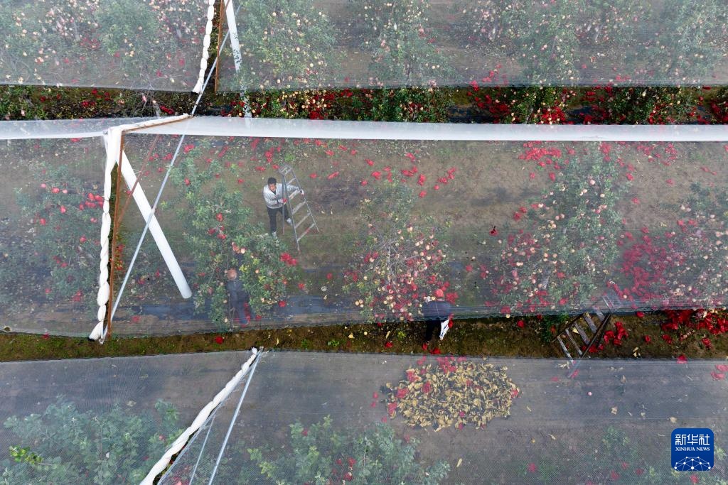 陕西延安：黄土高原迎来收获季