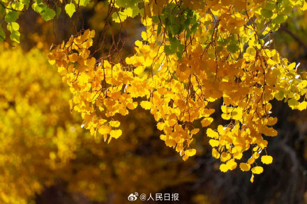 航天城的胡杨林让金秋具象化了 航天城的胡杨林让金秋具象化了