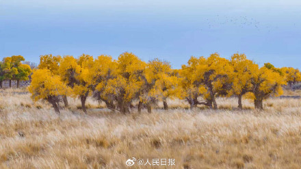 航天城的胡杨林让金秋具象化了 航天城的胡杨林让金秋具象化了