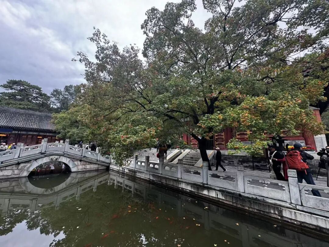 赏红顶流又红了!香山公园赏秋全攻略→ 赏红顶流又红了!香山公园赏秋全攻略→
