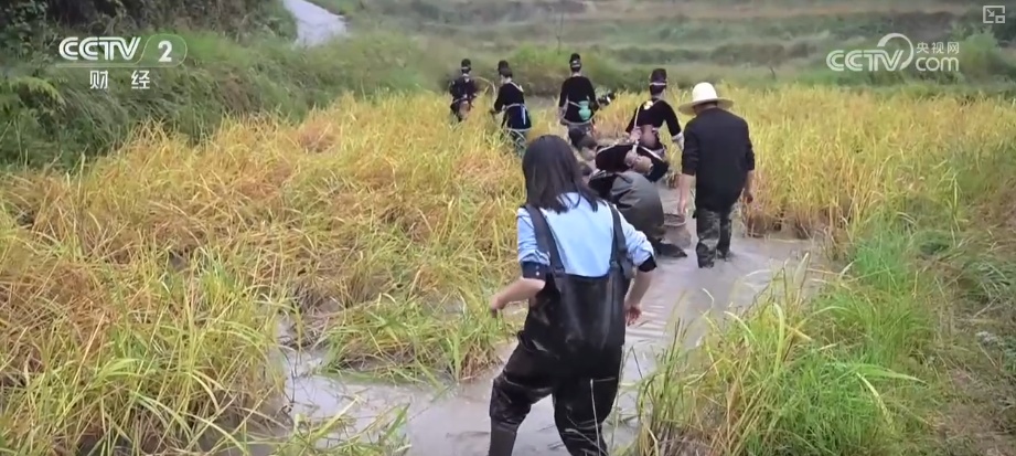 “文化+创新+沉浸体验”，新名片！透视具象化成功案例 看农文旅发展多彩新图景