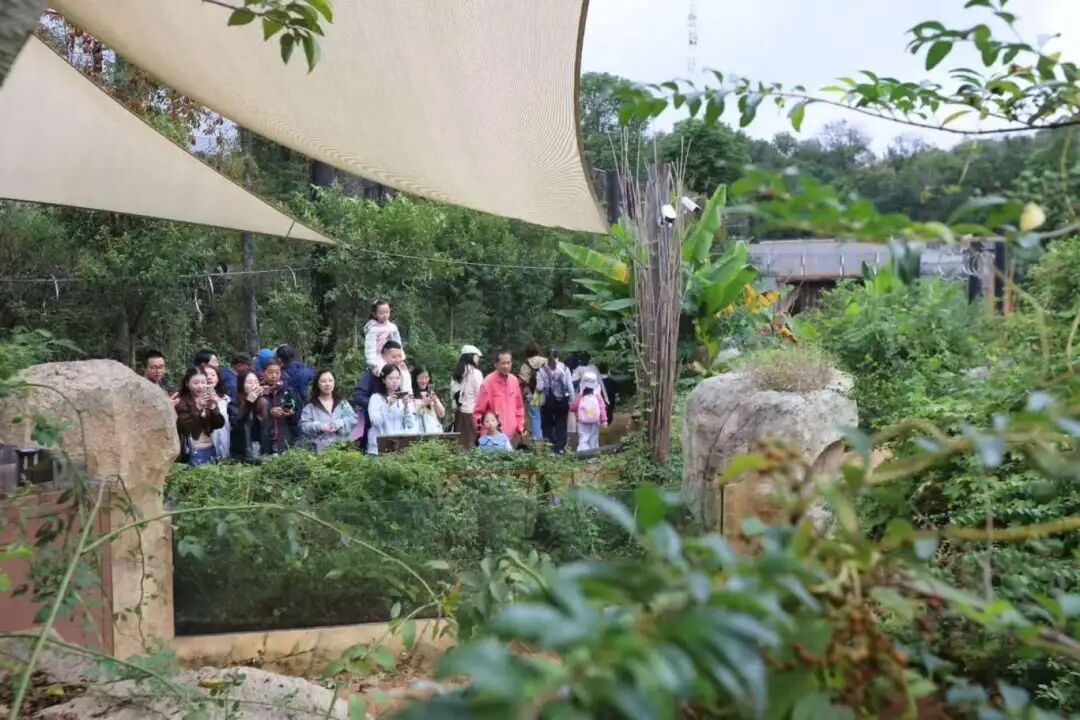 “四巨头”官宣！大批游客冒雨赶来……